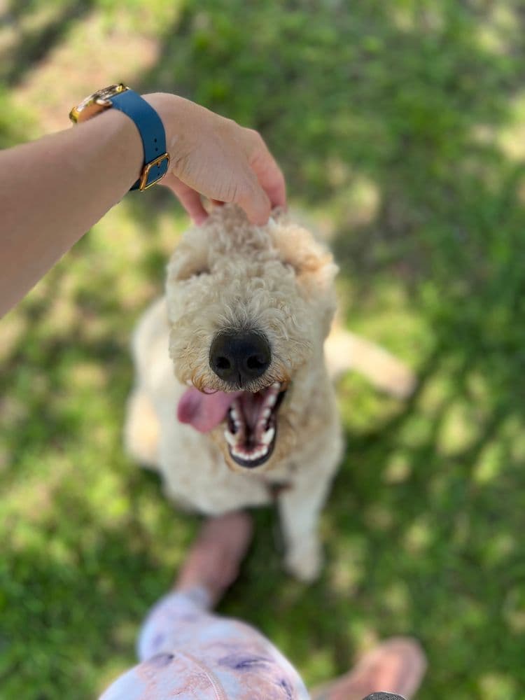 Walk Like A Dog outing, photo 1 of 23