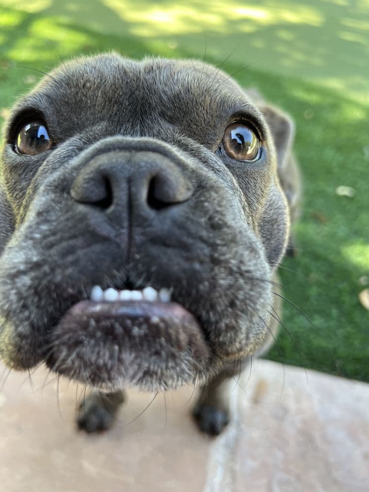 Walk Like A Dog outing, photo 2 of 23