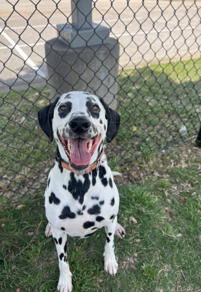 Walk Like A Dog outing, photo 4 of 23