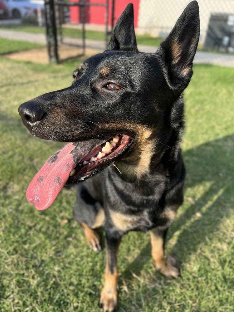 Walk Like A Dog outing, photo 6 of 23