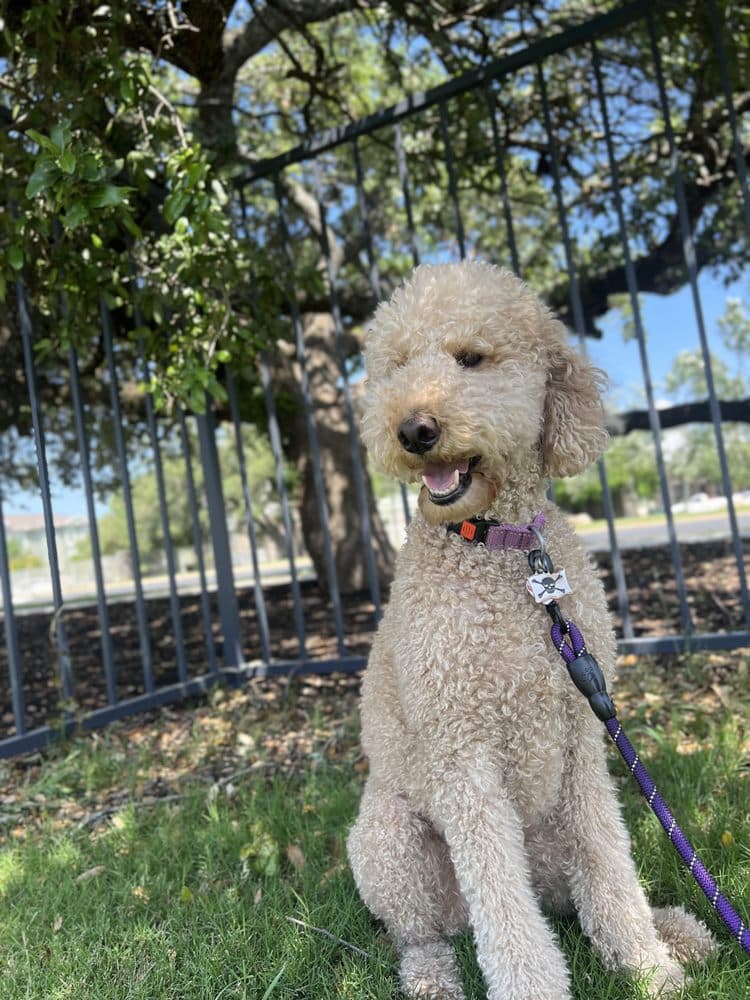 Walk Like A Dog outing, photo 11 of 23