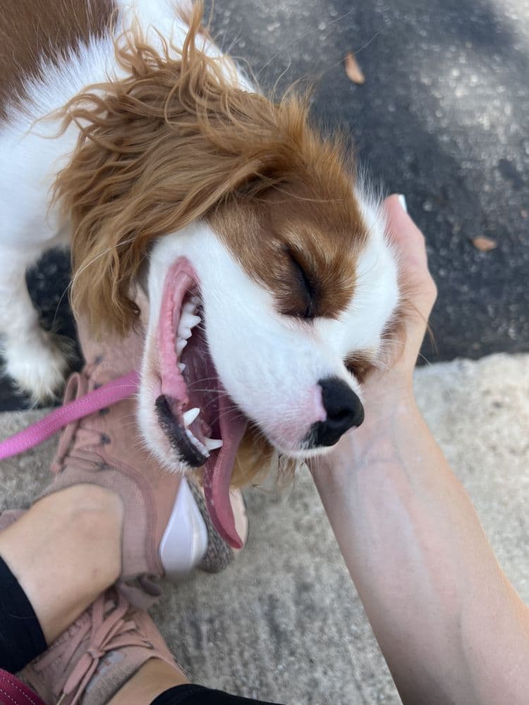 Walk Like A Dog outing, photo 12 of 23