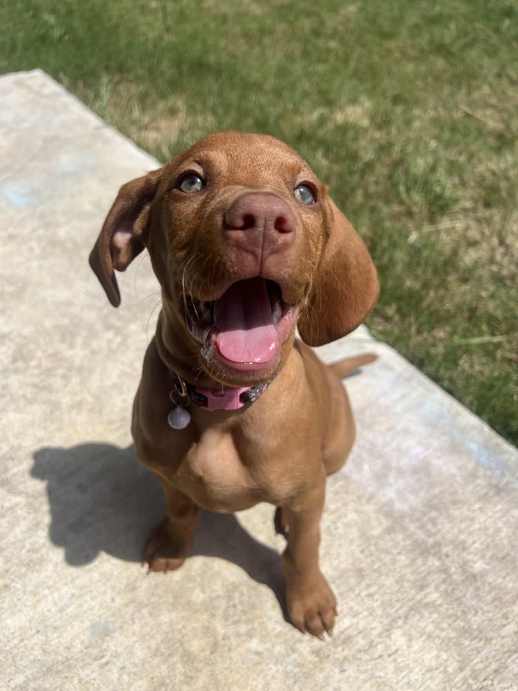 Walk Like A Dog outing, photo 15 of 23