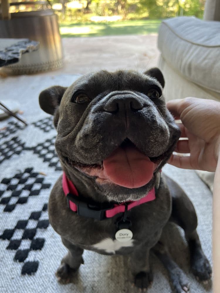 Walk Like A Dog outing, photo 17 of 23