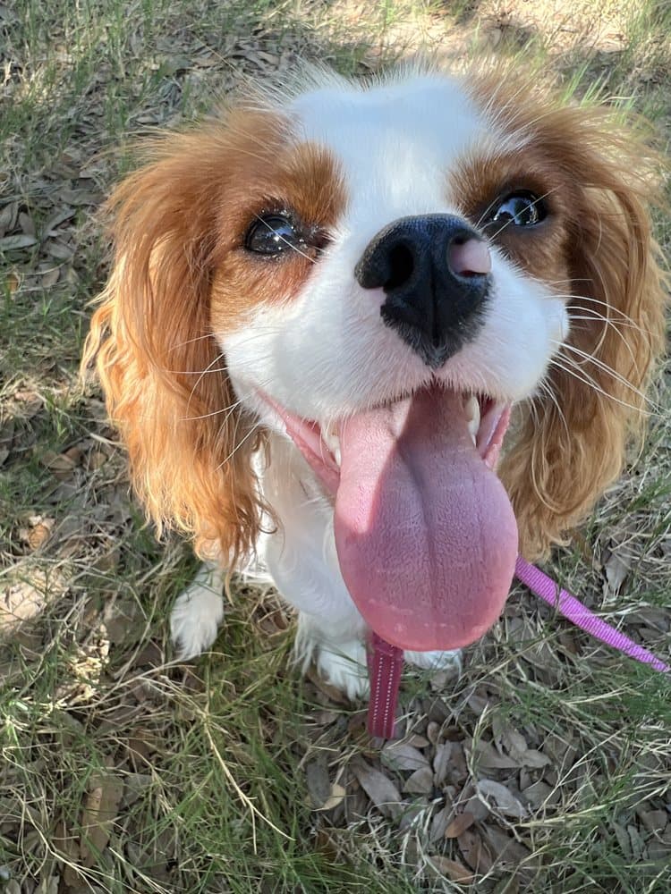 Walk Like A Dog outing, photo 19 of 23