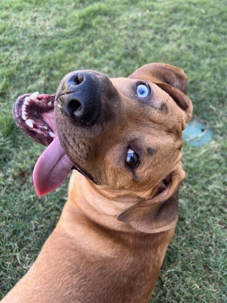 Walk Like A Dog outing, photo 20 of 23