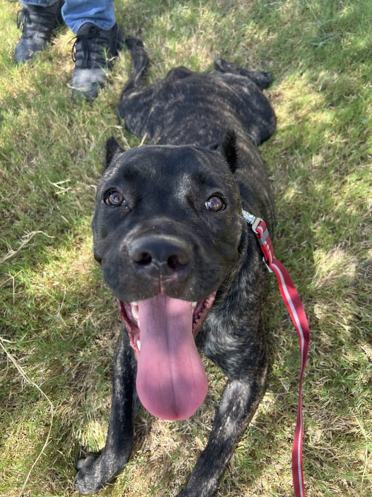 Walk Like A Dog outing, photo 21 of 23