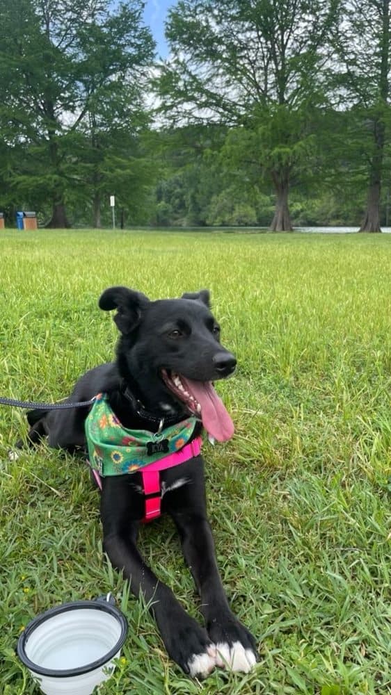 Walk Like A Dog outing, photo 23 of 23