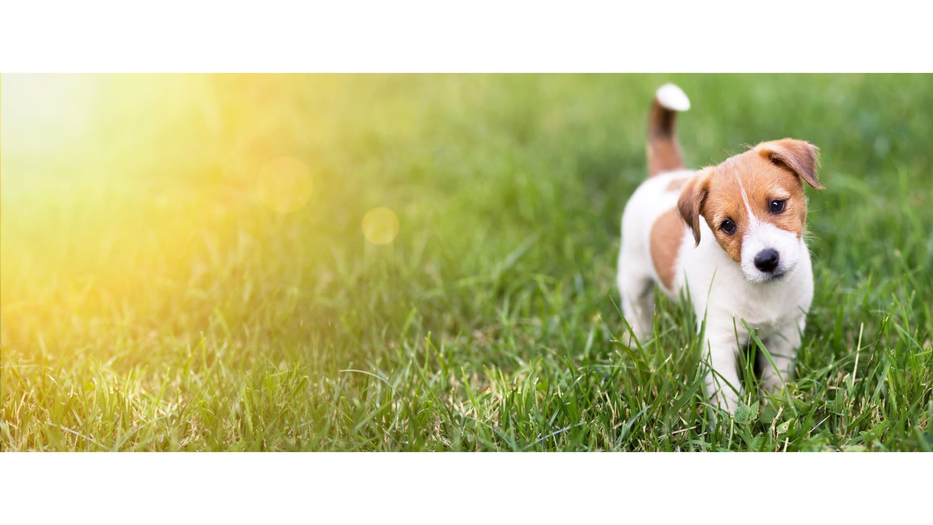 Dogs on a trail with Walk Like A Dog